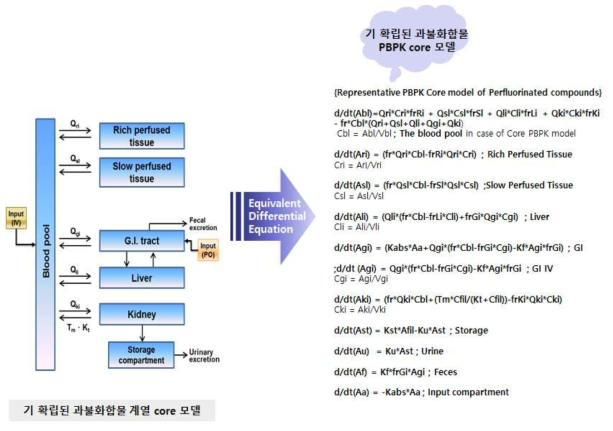 확립된 과불화합물 계열의 PBPK core 모델