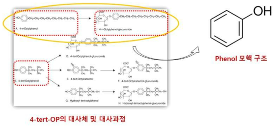 페놀 모핵의 구조와 4-tert-OP의 구조