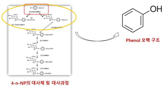 페놀 모핵의 구조와 4-n-NP의 구조