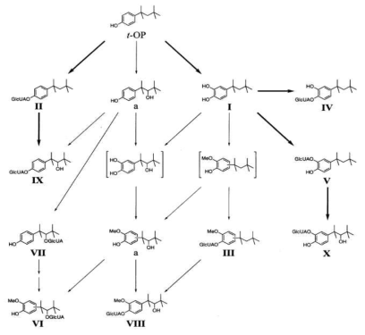 4-tert-octylphenol의 대사과정1, Bold lines indicate major pathways (Pedersen, et al., 2000)