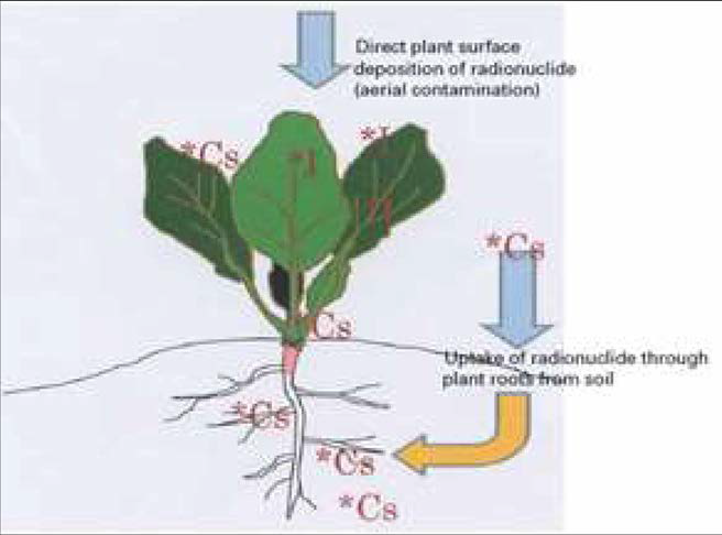 대기와 토양 중 존재하는 Cs 핵종의 식물전이