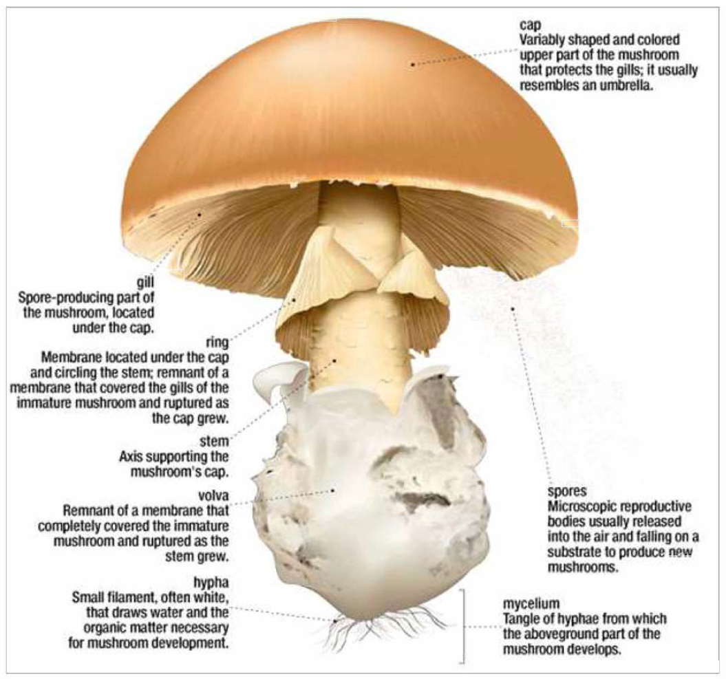 버섯의 부위별 명칭