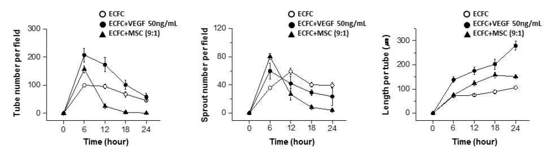 Time-dependent analysis graphs of tube formation by human endothelial colony forming cells (ECFC) or ECFC+mesenchymal stem cells (MSC) in the presence and absence of vascular endothelial growth factor (VEGF) for 24 hours