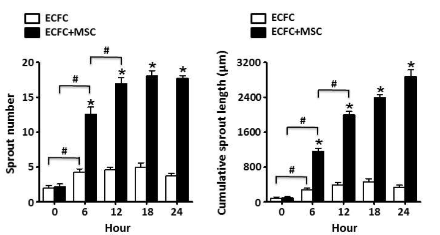 Time-dependent analysis graphs of sprouting formation from spheroids of human endothelial colony forming cells (ECFC) or ECFC+mesenchymal stem cells (MSC) for 24 hours