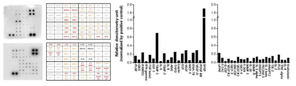 Angiogenic cytokines expressed in mesenchymal stem cells