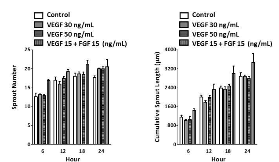 Analysis graphs of sprouting number and comulative length from spheroids of human endothelial colony firming cells (ECFC) + mesenchymal stem cells (MSC) in the presence and absence of angiogenic factors for 24 hours