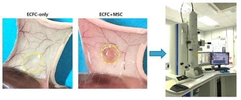 Representative images of Matrigel mixed with ECFC-only and ECFC+MSC