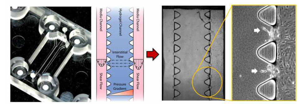 Trial of 3D cell culture chip for angiogenesis by human endothelial colony forming cells and mesenchymal stem cells(MSC)