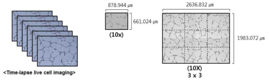 Live cell imaging system to measure cell behavior during angiogenesis