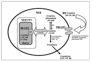 세포 크레아틴 운반의 일반적 도식