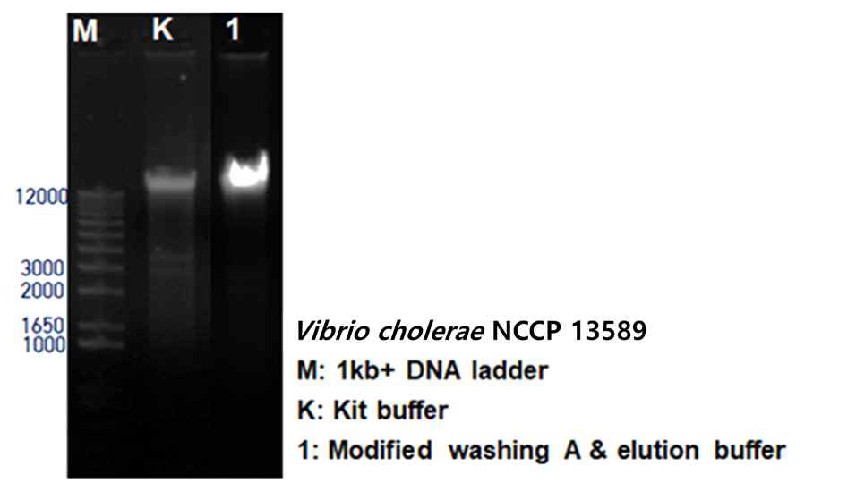 Comparison of buffer combinations (washing buffer A & elution buffer) and commercial kit on gel electrophoresis