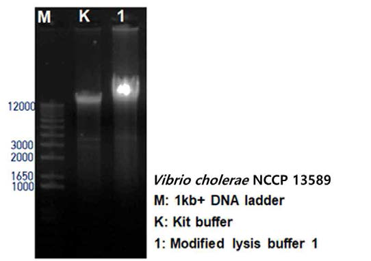 Comparison of optimized lysis buffer and commercial kit on gel electrophoresis