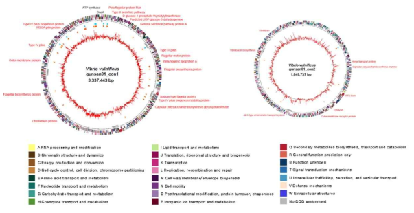 Genome map of Vibrio vulnificus 군산 VV1