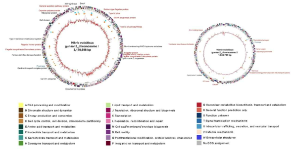 Genome map of Vibrio vulnificus 군산 VV2