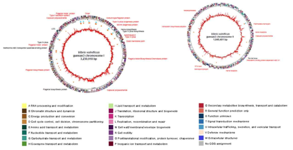 Genome map of Vibrio vulnificus 군산 VV3