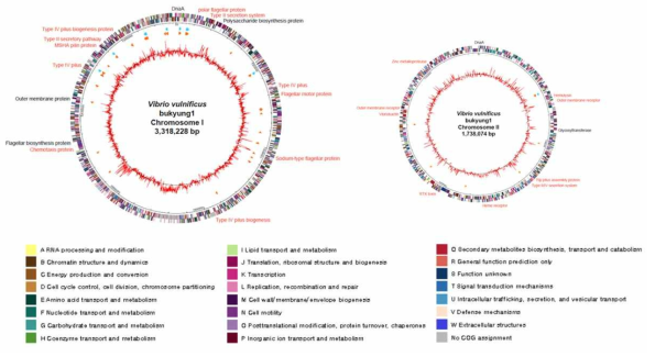 Genome map of Vibrio vulnificus 부경 VV1