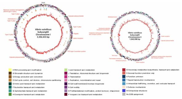 Genome map of Vibrio vulnificus 부경 VV2