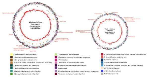 Genome map of Vibrio vulnificus 부경 VV3