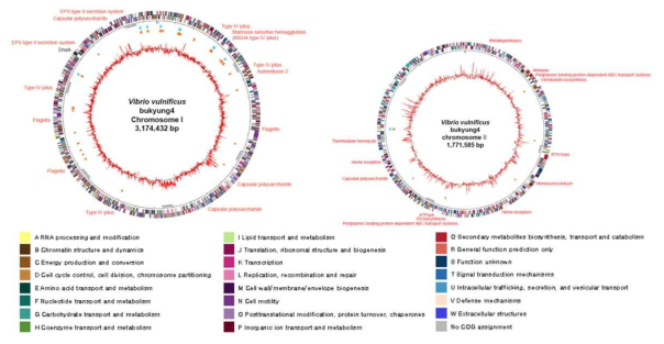 Genome map of Vibrio vulnificus 부경 VV4