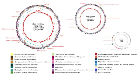 Genome map of Vibrio vulnificus 강릉 VV1