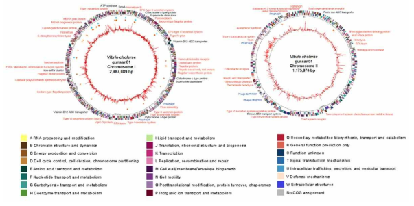 Genome map of Vibrio cholerae 군산 VC1