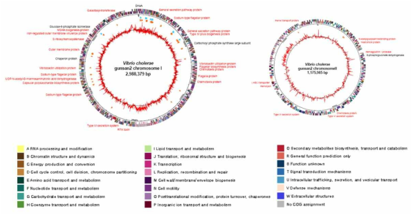 Genome map of Vibrio cholerae 군산 VC2