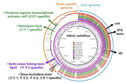 Pan-genomic analysis of Vibrio vulnificus