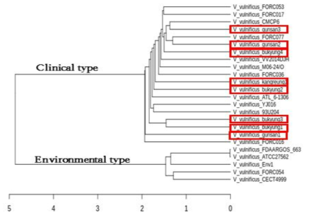 Pan-genomic analysis of Vibrio vulnificus