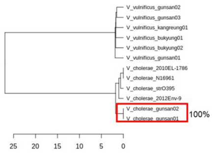 ANI phylogenetic tree for Vibrio cholerae isolated from Kunsan (non-O1 type), Vibrio cholerae O1 type, and Vibrio vulnificus