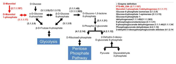 Metabolic pathway analysis of Vibrio vulnificus