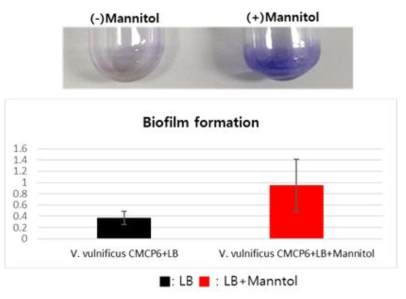 Biofilm forming ability of Vibrio vulnificus in 0.5% mannitol + LB