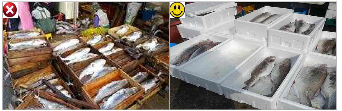 Bad and good example of fresh fish containers