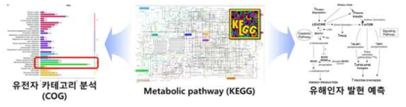 Application of metabolic pathway analysis