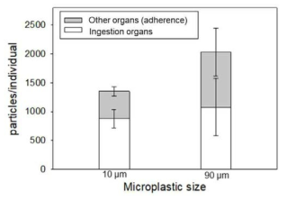 섭취기관과 기타기관 내 10 μm와 90 μm 미세플라스틱 축적량