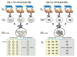 각 시장에서 구매되는 시료 수 및 조합시료 구성의 개념도