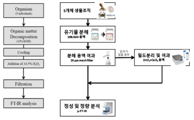 최종 확립된 수산생물 체내잔류 미세플라스틱 분석법 모식도