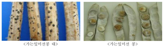 Phomopsis leptostromiformis에 감염된 가는잎미선콩