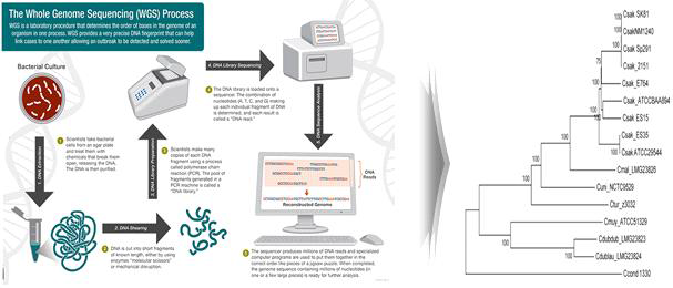 WGS를 통한 유전적 상동성 분석