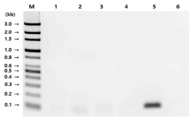 PCR 전기 영동 결과. M: 100bp 마커, lane 1: L. grayi, lane 2: L. seeligeri , lane 3: L. innocua, lane 4: L. welshimeri, lane 5: L. monocytogenes, lane 6: 음성대조군(Staphylococcus aureus)