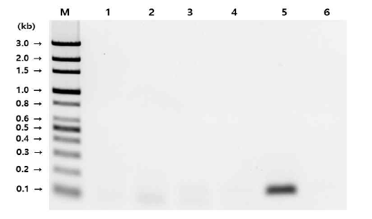 PCR 전기 영동 결과. M: 100bp 마커, lane 1: L. grayi , lane 2: L. seeligeri , lane 3: L. innocua, lane 4: L. welshimeri, lane 5: L. monocytogenes, lane 6: 음성대조군(Staphylococcus aureus)