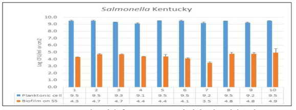 S. Kentucky의 24시간 후 Growth check 및 바이오필름 형성 능력