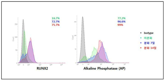분화된 조골세포의 유세포 분석