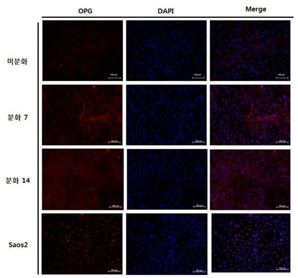 분화된 조골세포의 Osteoprogrin(OPG) 면역형광염색 결과