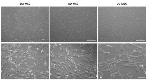 각 기원별 중간엽 줄기세포의 배양 사진
