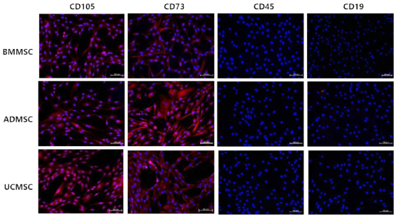 중간엽줄기세포의 면역형광염색 결과