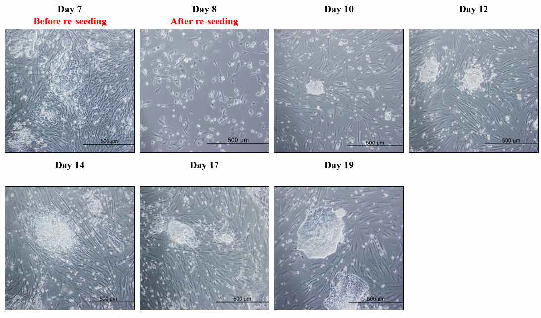 직접교차분화 과저에서의 세포 형태 변화(Day 7 ∼ Day 19)