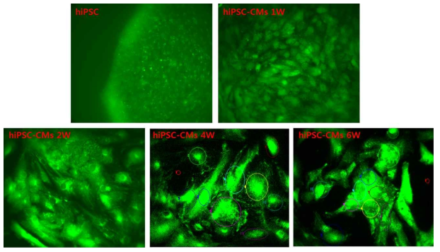 미분화 줄기세포 (hiPSC)와 1, 2, 4, 6주차 분화심근세포에서 Fura-2를 loading한 이미지
