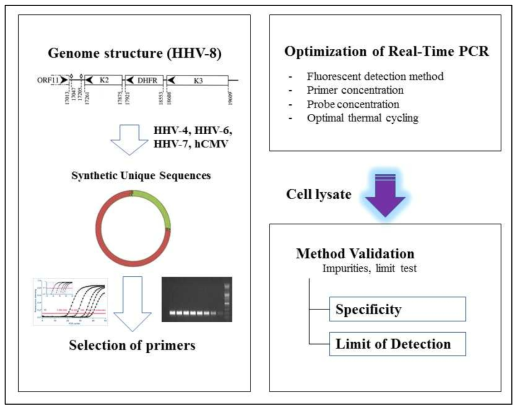 특정바이러스 부정시험법의 구축과정 특정바이러스의 염기서열 특이적인 프라이머와 RT-PCR 조건을 최적화 한 후, cell lysate를 검체로 하여 시험방법 밸리데이션을 수행함