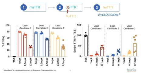 [humanized TTR 마우스에서 인간 TTR 타겟의 gRNA 효율 검증] - 출처: Intellia_ESGCT_TTR_FINAL2 10.18.2018