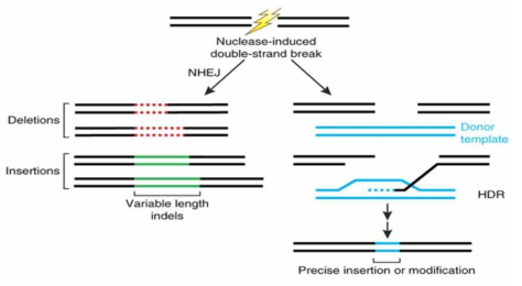 NHEJ 와 HDR을 이용한 유전자 교정방식